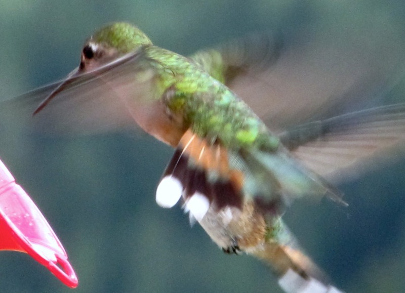 2011-08-Hummingbirds  3.jpg.jpg